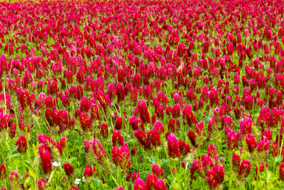 絶景が待っている！クリムゾンクローバーを見に行こう