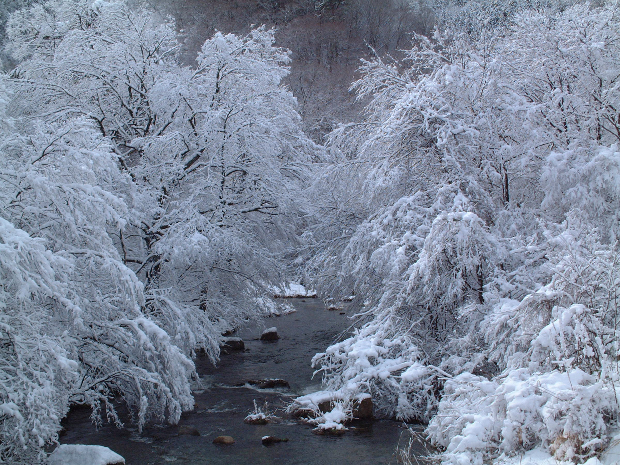 厳冬期は樹氷に覆われることも
