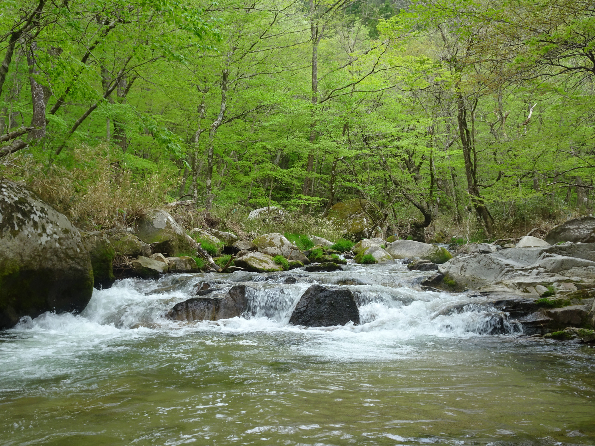 新緑と清い流れ