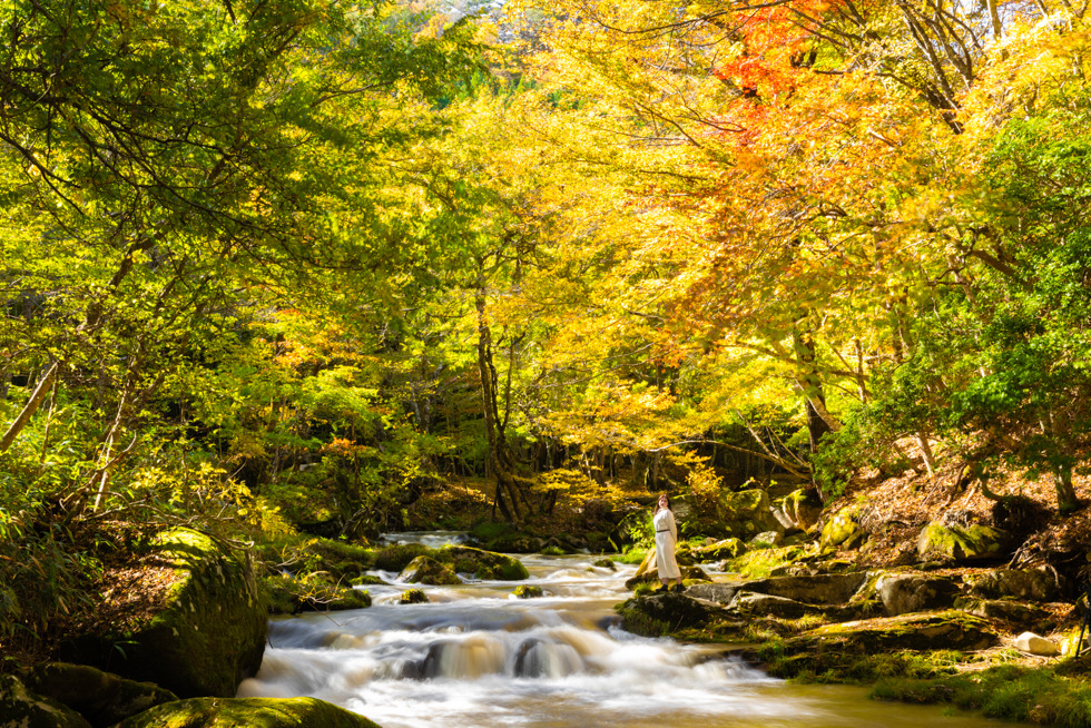 紅葉が渓谷全体を染め上げます