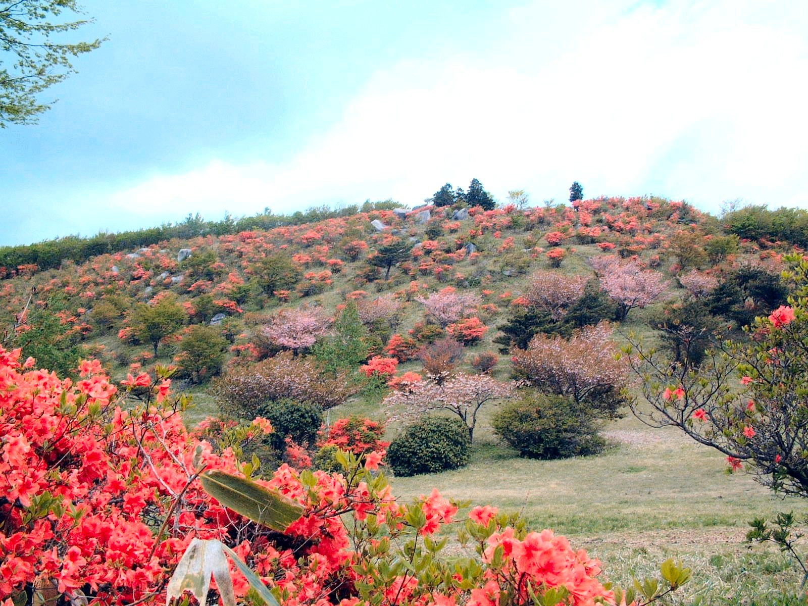 ヤマツツジの咲く五十人山