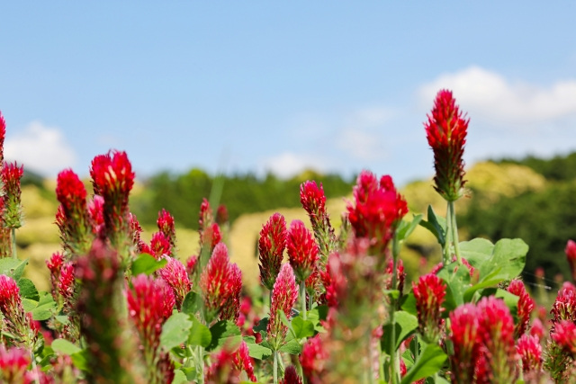 クリムゾンクローバーが見頃です