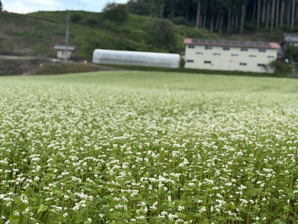 【8月下旬~9月上旬が見頃】可憐な「そばの花」が咲き始めました。