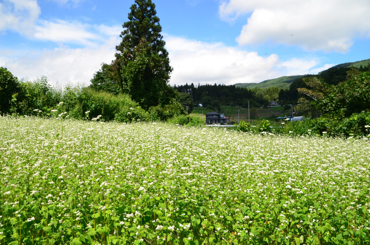 そばの花