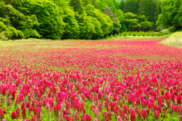 クリムゾンクローバー畑