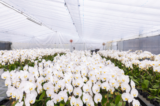 胡蝶蘭（かつらお胡蝶蘭合同会社）