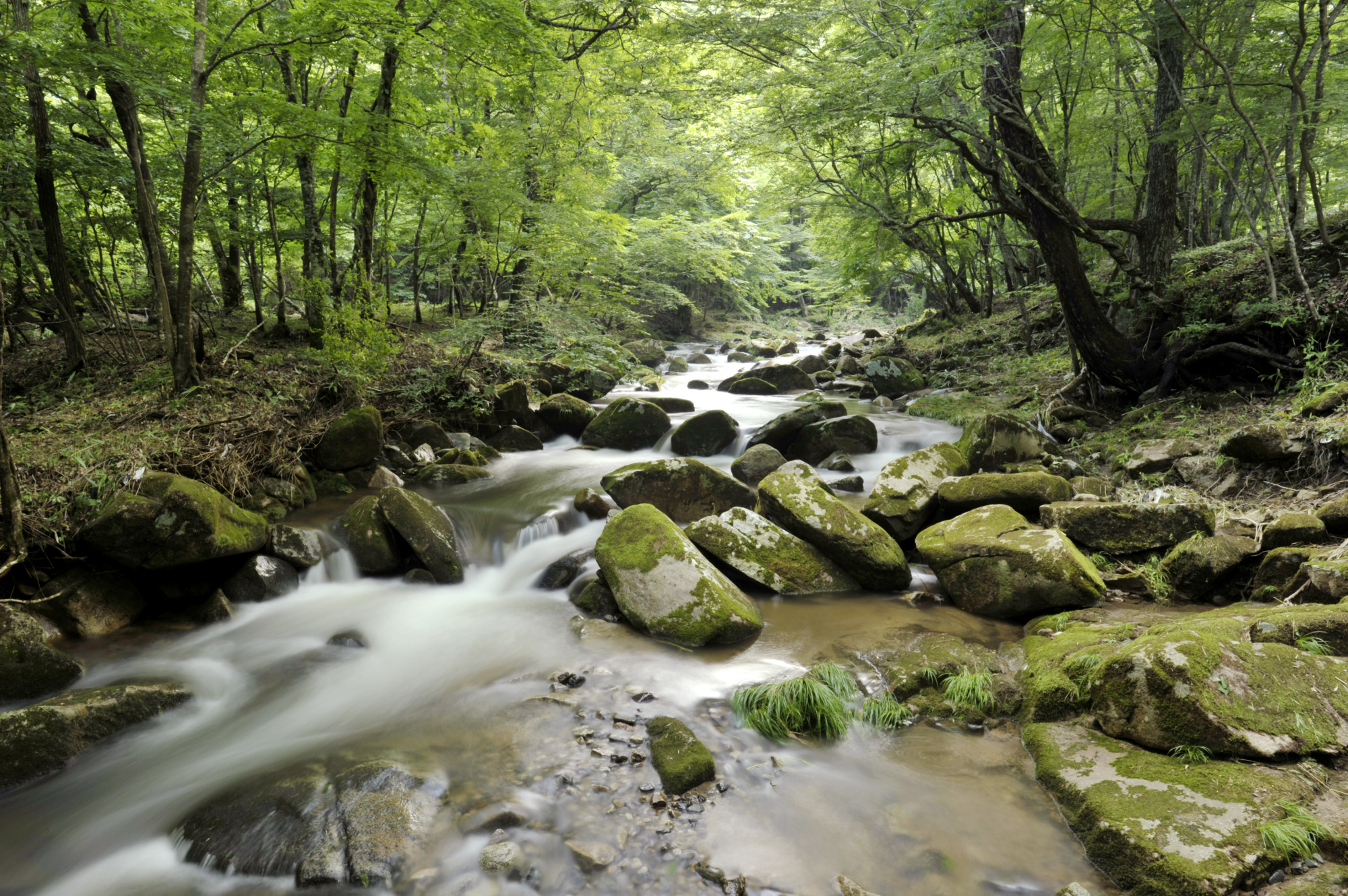水音まで澄む、葛尾の清流　高瀬川渓谷