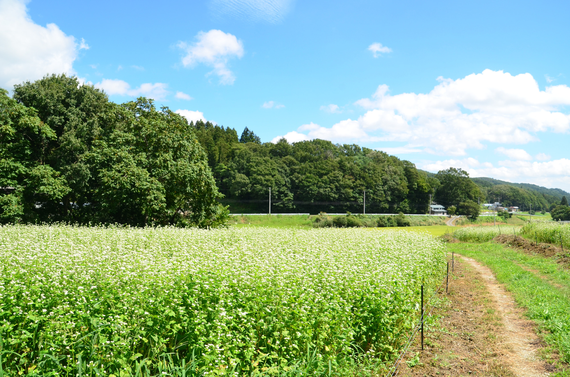 白い花は夏が見頃そば畑